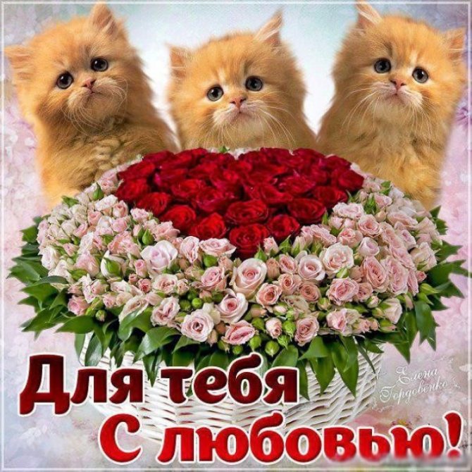 Картинка, чтобы развеселить девушку