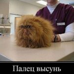 картинка смешная