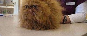 картинка смешная