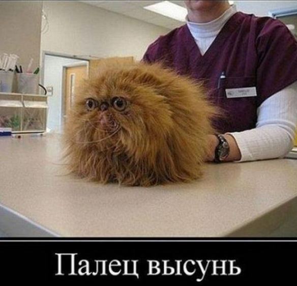 картинка смешная