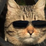 Кот в черных очках символизирует человека, который включил режим невидимки во ВКонтакте