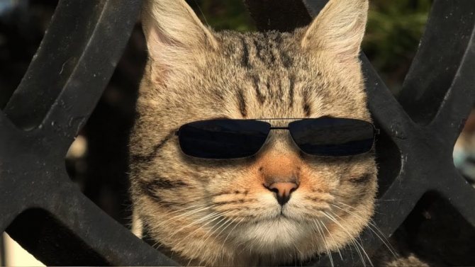 Кот в черных очках символизирует человека, который включил режим невидимки во ВКонтакте