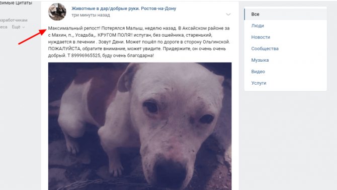 Люди просят распространить пост о потере любимца