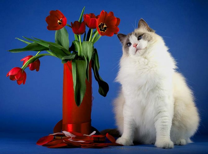 Разве не милый котик